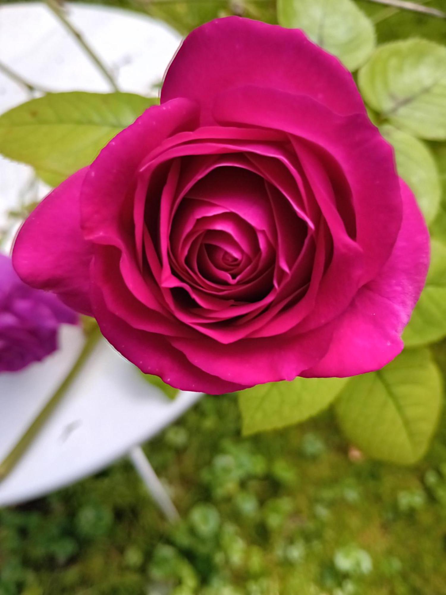 Neslette Le Moulin Des Roses Bed & Breakfast エクステリア 写真